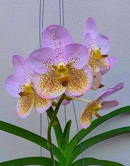 Vanda Boonserm Beauty