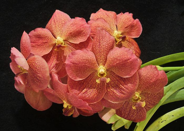Vanda Adisak Happiness Red-Orange
