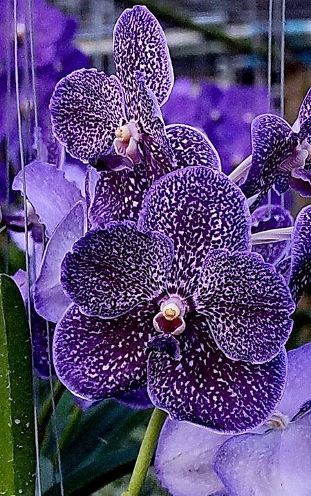 Vanda Margarita Louis Dreyfus No 520