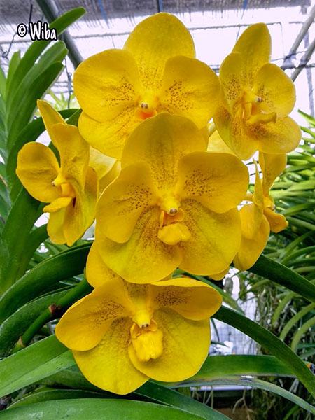 Vanda Nopporn Golden Hill No 700