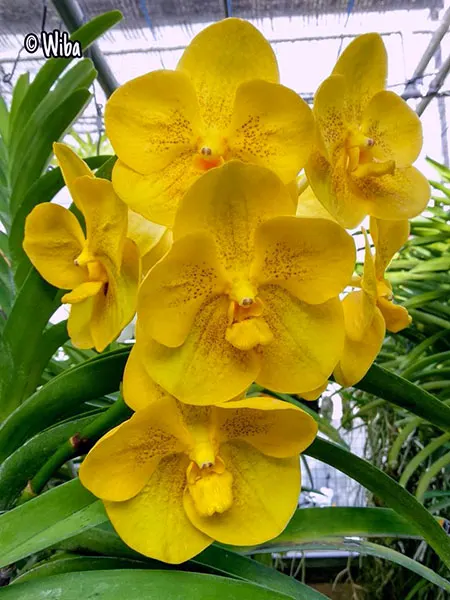 Vanda Nopporn Golden Hill No 700