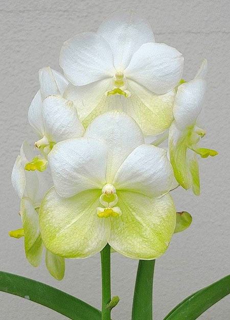 Vanda Nopporn Gold semi-alba