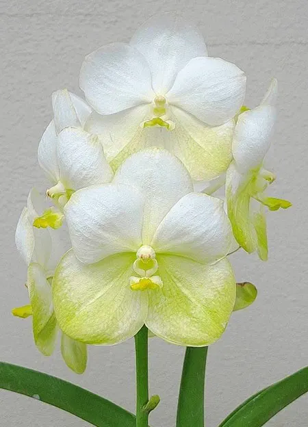 Vanda Nopporn Gold semi-alba