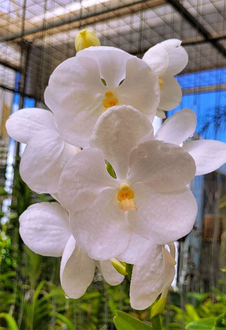 Vanda Pakchong Blue mutation, alba clone