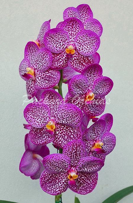 Vanda Uraiwan Belle 'Varinta'