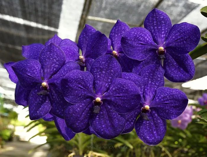 Vanda Pachara Delight FCC/JOGA