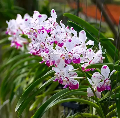 Vanda Loke (lamellata x luzonica)