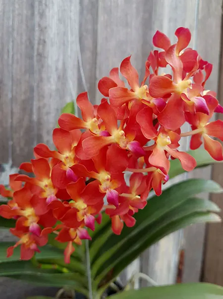 Waironara Tango Fire AM/AOS