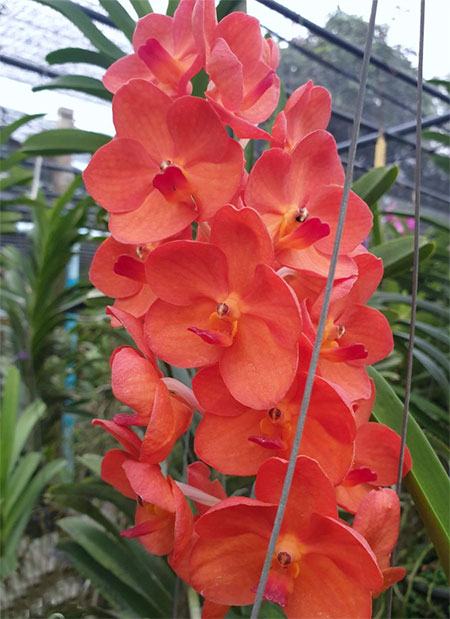 Vanda Fuchs Sunset x Pine Rivers