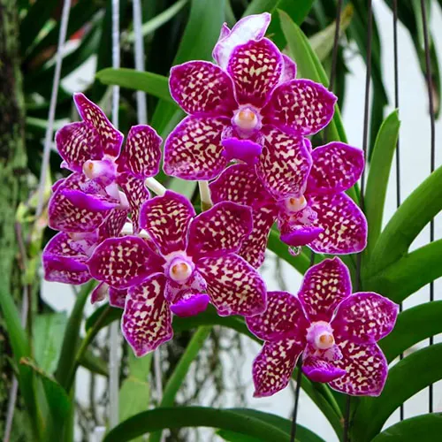 Vanda Thailand x (tessellata x Mimi Palmer)