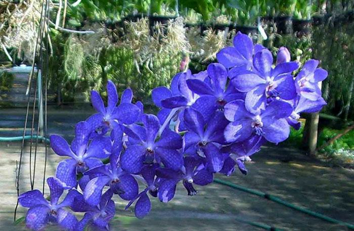 Vanda Prapawan