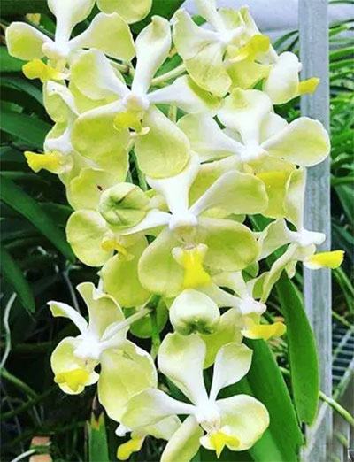Vanda tessellata alba x Aerides falcata alba