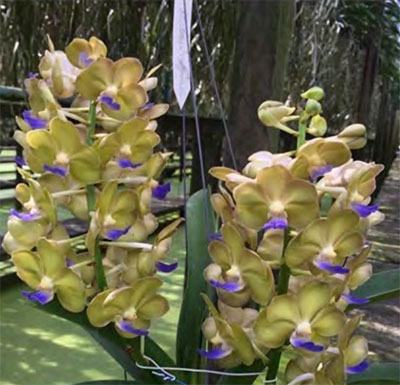 Vanda Nopporn Orange Rosy x Rhynchostylis coelestis No 712