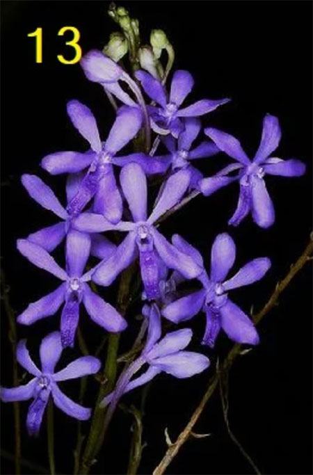 Darwinara Charm 'Blue Star' HCC /AD AOS