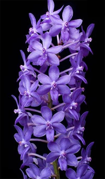 Rhynchodenia Magic Wand Blue