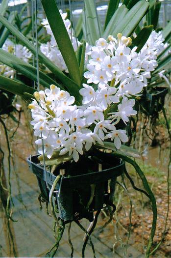 Ascocentrum ampullaceum fma alba