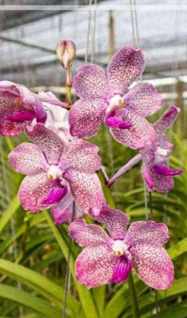 Vanda Mashima Lime x (tessellata x Mimi Palmer)