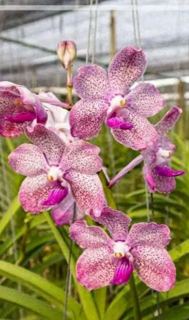 Vanda Mashima Lime x (tessellata x Mimi Palmer)
