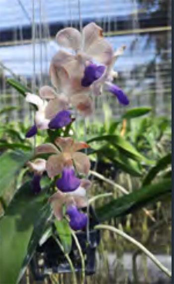 Vanda luzonica x Rhynchostylis coelestis Blue