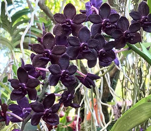 Vandachostylis Colmarie