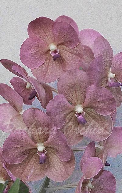Vanda M L Velthuis x Fuchs Delight