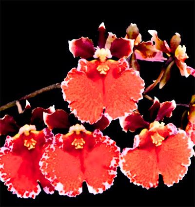 Tolumnia Jairak Flyer 'Red Cherry'