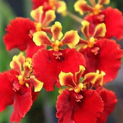Tolumnia Jairak Flyer 'Lady in Red'