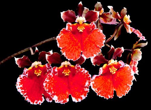 Tolumnia Jairak Flyer 'Red Spread'