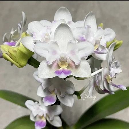 Phalaenopsis SWR Snowflake 'Yang's Peloric'