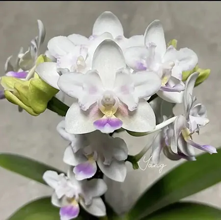 Phalaenopsis SWR Snowflake 'Yang's Peloric'