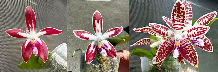 Phalaenopsis corningiana 'Blue lip' x tetraspis 'Blue'
