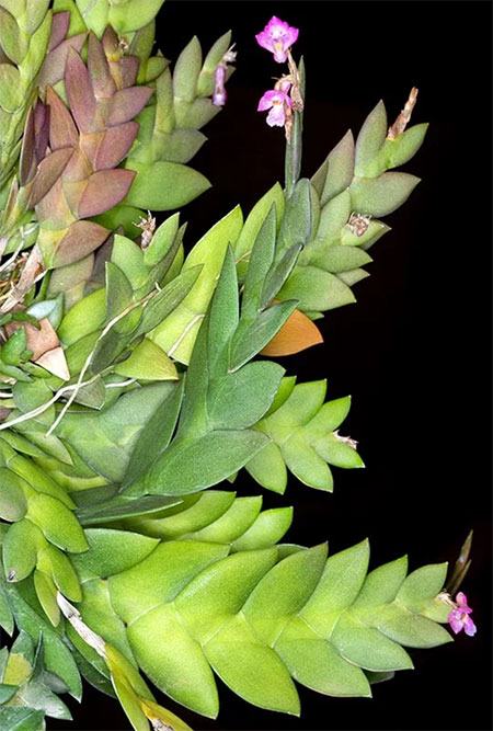 Dendrobium rosellum