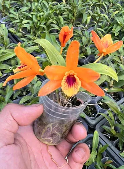 Dendrobium Chanthaboon Sunrise 'Orange Eye'