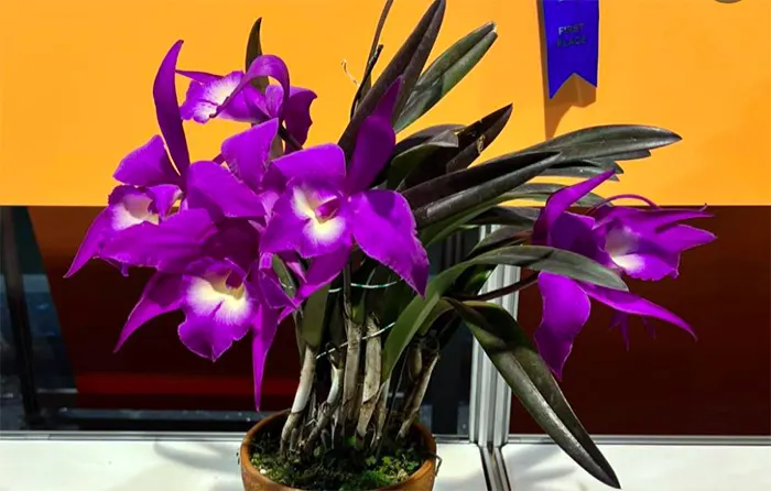 Rhyncholaeliocattleya TLDC Divine Phoenix 'Pterodactyl'
