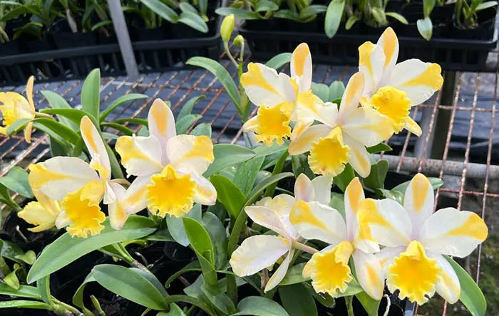 Rhyncholaeliocattleya Star Carnival 'Sirius'