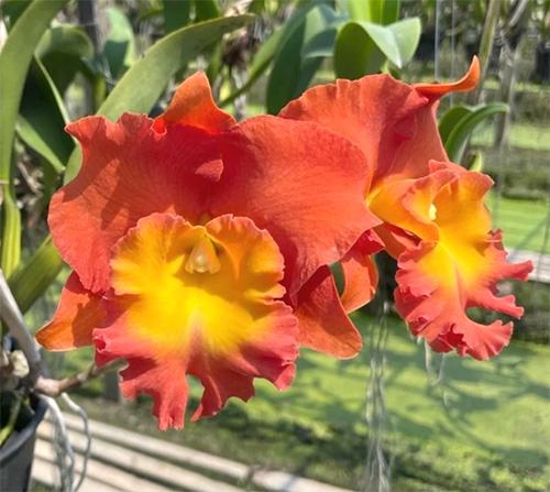 Rhyncholaeliocattleya Star of Siam 'Pumpkin'
