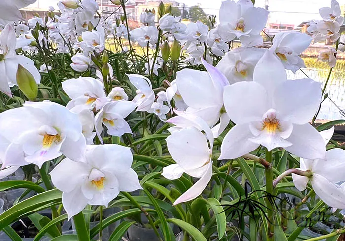 Cattlianthe Snowflake 'Frosty' 4N