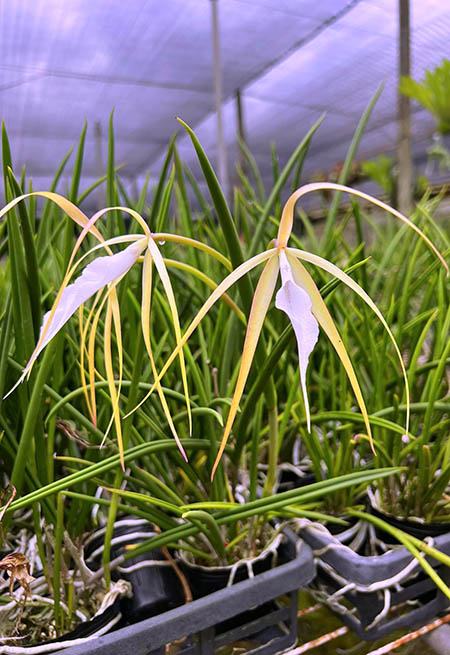 Brassavola Yaki
