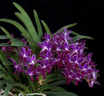 Vandachostylis Pinky 'Violet Queen' (Vanda falcata x Rhynchostylis gigantea)