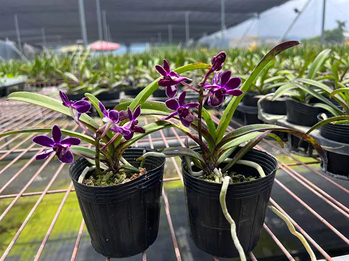 Vandachostylis Pinky 'Violet Queen' (Vanda falcata x Rhynchostylis gigantea)