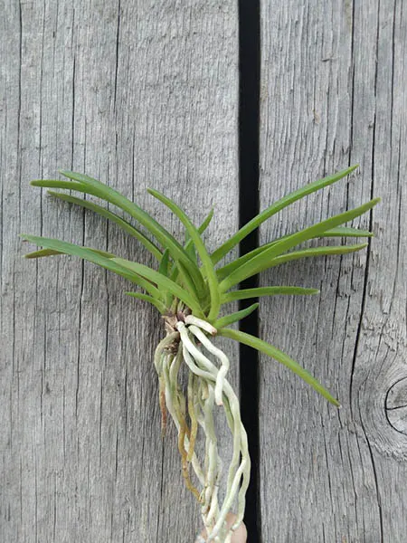 Neofinetia falcata 'Kibana'