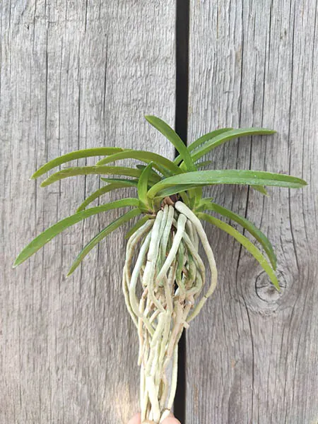 Neofinetia falcata 'Hongchun'