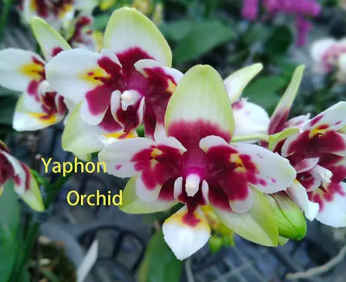 Phalaenopsis Yaphon Star Diamond 'AN6601'