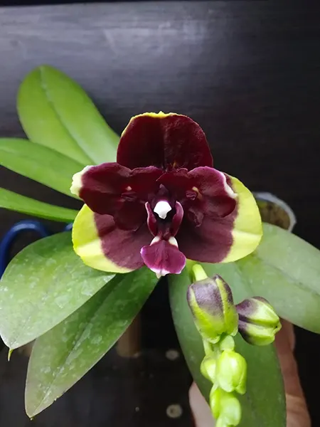 Phalaenopsis (Sogo Gotris-Taida Pearl) 'ES-2'