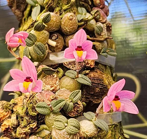 Constantia cristinae