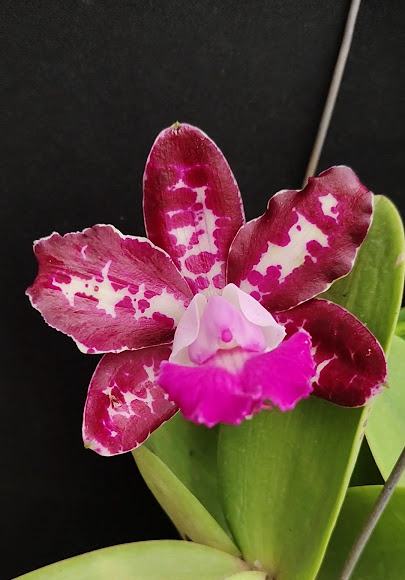 Cattleya Royal Cognac 'Wilson'