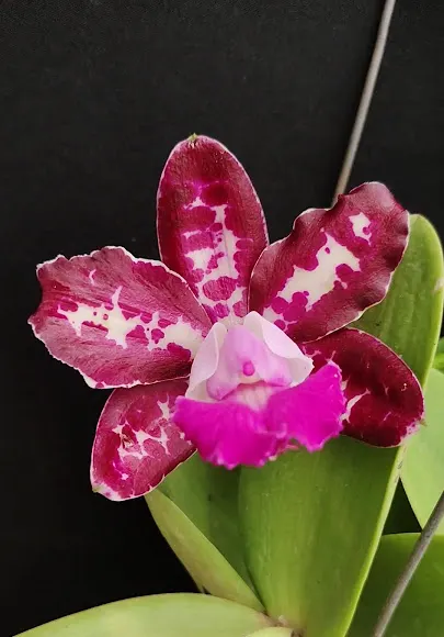 Cattleya Royal Cognac 'Wilson'