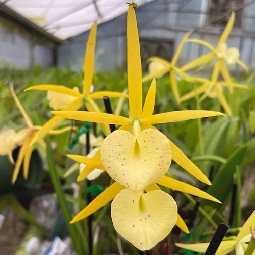Brassocattleya Yellow Bird 'Tigertail'