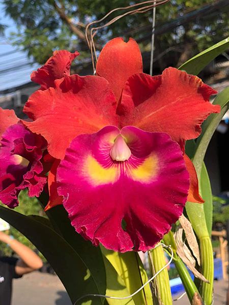 Rhyncholaeliocattleya Siam City 'Red Bull'