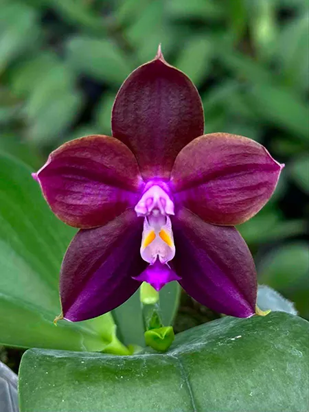 Phalaenopsis Mituo Obsidian 'Neptune'
